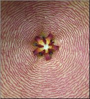 Stapelia 15 du jardin 2